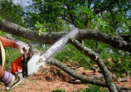 Centerville, MN Tree Care Company